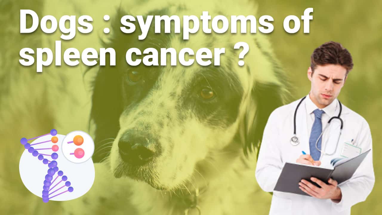 what-are-the-symptoms-of-spleen-cancer-in-dogs-hero-utidings